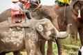 Elephant family happiness with water after Ordination parade on